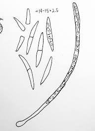 Attēlu rezultāti vaicājumam “Sporophagomyces chrysostomus”