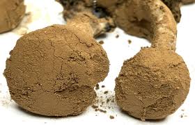 Attēlu rezultāti vaicājumam “Asterophora lycoperdoides”