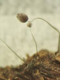 Attēlu rezultāti vaicājumam “Badhamiopsis praetermissa”