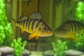 Image result for Perca flavescens
