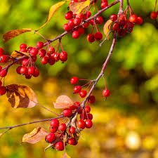 Attēlu rezultāti vaicājumam “Malus baccata fruit”