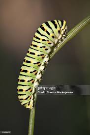 Attēlu rezultāti vaicājumam “Papilio machaon larva”