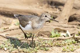 Attēlu rezultāti vaicājumam “Actitis hypoleucos”