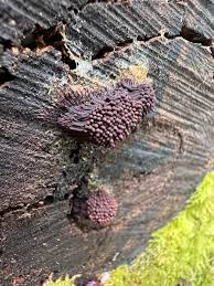 Attēlu rezultāti vaicājumam “Stemonitis axifera stalked”