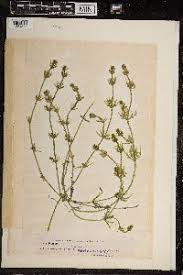 Attēlu rezultāti vaicājumam “Chara tomentosa”