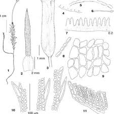 Attēlu rezultāti vaicājumam “Polytrichastrum pallidisetum cells”