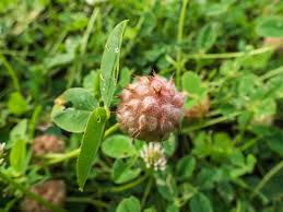 Attēlu rezultāti vaicājumam “Trifolium fragiferum leaf”