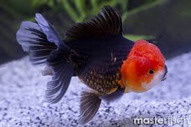 Attēlu rezultāti vaicājumam “Carassius auratus”