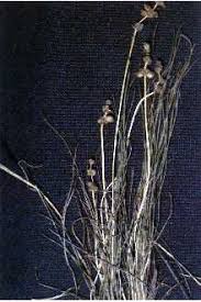 Attēlu rezultāti vaicājumam “Stuckenia filiformis”