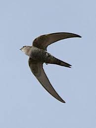 Image result for Apus pacificus