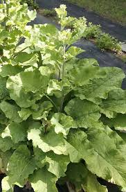 Attēlu rezultāti vaicājumam “Arctium lappa leaf”