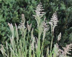 Attēlu rezultāti vaicājumam “Holcus lanatus  flower”