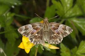 Attēlu rezultāti vaicājumam “Carcharodus floccifera upperside”