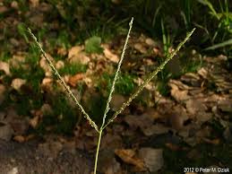Attēlu rezultāti vaicājumam “Digitaria ischaemum leaf”