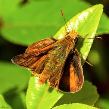 Attēlu rezultāti vaicājumam “Ochlodes sylvanus female”