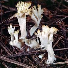Attēlu rezultāti vaicājumam “Clavulina coralloides”