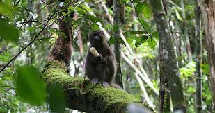 Attēlu rezultāti vaicājumam “Lycogala asperum sessile”