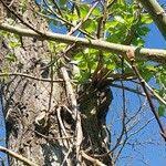 Attēlu rezultāti vaicājumam “Populus laurifolia”