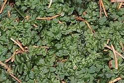 Attēlu rezultāti vaicājumam “Plagiomnium affine sporophyte”