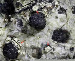 Attēlu rezultāti vaicājumam “Lecidella elaeochroma”