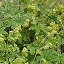 Attēlu rezultāti vaicājumam “Alchemilla subcrenata”