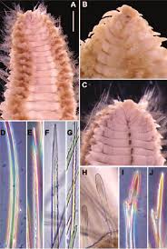 Attēlu rezultāti vaicājumam “Amaurochaete fusiformis”