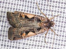 Attēlu rezultāti vaicājumam “Xestia c-nigrum”