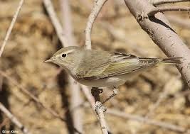 Image result for Phylloscopus orientalis