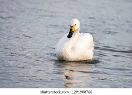 Attēlu rezultāti vaicājumam “Cygnus columbianus adult”