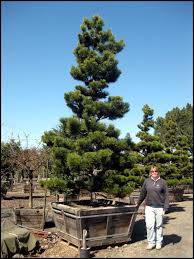 Attēlu rezultāti vaicājumam “Pinus nigra”