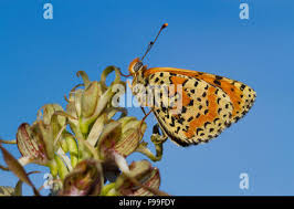 Attēlu rezultāti vaicājumam “Melitaea didyma male”