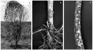 Attēlu rezultāti vaicājumam “Rosellinia desmazieri”