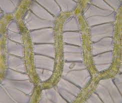 Attēlu rezultāti vaicājumam “Sphagnum papillosum”