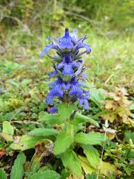 Attēlu rezultāti vaicājumam “Ajuga genevensis”
