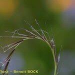 Attēlu rezultāti vaicājumam “Nardus stricta fruit”