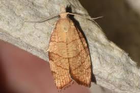 Attēlu rezultāti vaicājumam “Pandemis corylana”