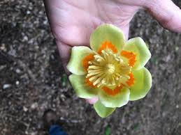 Attēlu rezultāti vaicājumam “Populus x jackii flower”