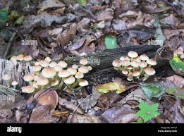 Attēlu rezultāti vaicājumam “Hypholoma sp.”