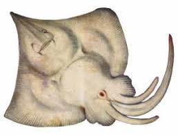 Image result for Rostroraja alba