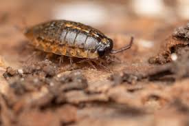 Attēlu rezultāti vaicājumam “Ligidium hypnorum”