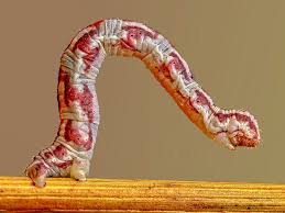 Attēlu rezultāti vaicājumam “Eupithecia centaureata”