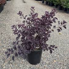 Attēlu rezultāti vaicājumam “Cotinus coggygria”