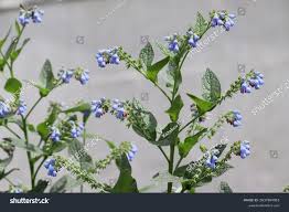 Attēlu rezultāti vaicājumam “Symphytum asperum flower”