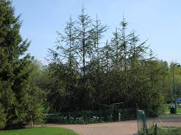 Attēlu rezultāti vaicājumam “Picea abies fo. virgata”