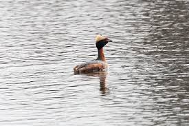 Image result for Podiceps auritus
