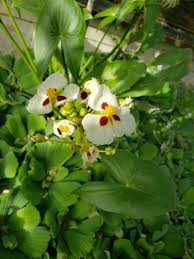 Attēlu rezultāti vaicājumam “Sagittaria sagittifolia leaf”
