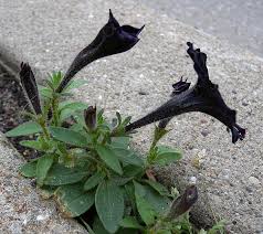 Image result for Petunia hybrida