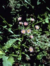 Attēlu rezultāti vaicājumam “Erigeron acris flower”