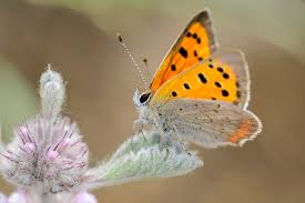 Attēlu rezultāti vaicājumam “Lycaena phlaeas”