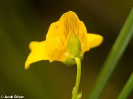 Attēlu rezultāti vaicājumam “Utricularia intermedia bud”